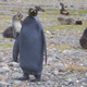 Illustration for article titled Meet Blackie The Mutant Penguin